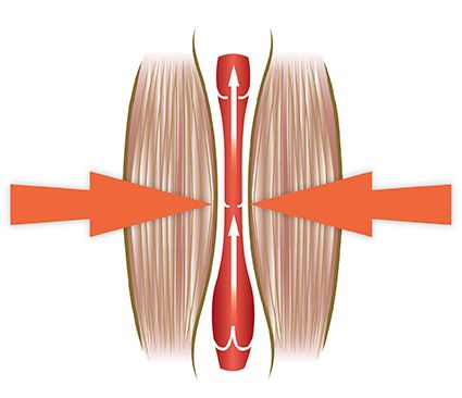 Diagram showing muscle fibers with two large orange arrows pointing inward, illustrating how the Circulation Plus Active Lower Leg & Foot Exerciser (2025) helps boost movement and support lower leg exercise through muscle contraction.