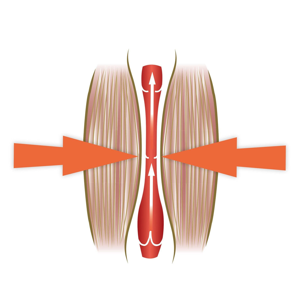 Diagram showing muscle contraction: two large orange arrows point inward toward a central red structure, with white arrows showing movement—similar to how the Circulation Plus Boost & Revive Mat activates muscle fibers for improved circulation.